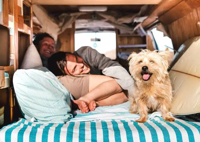 couple laugh with cute dog in back of van