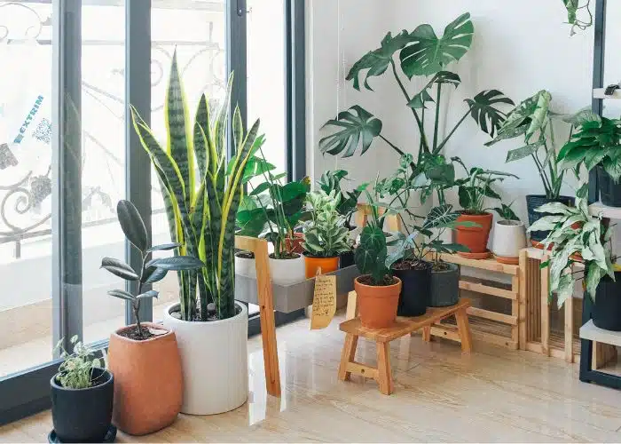 selection of house plants