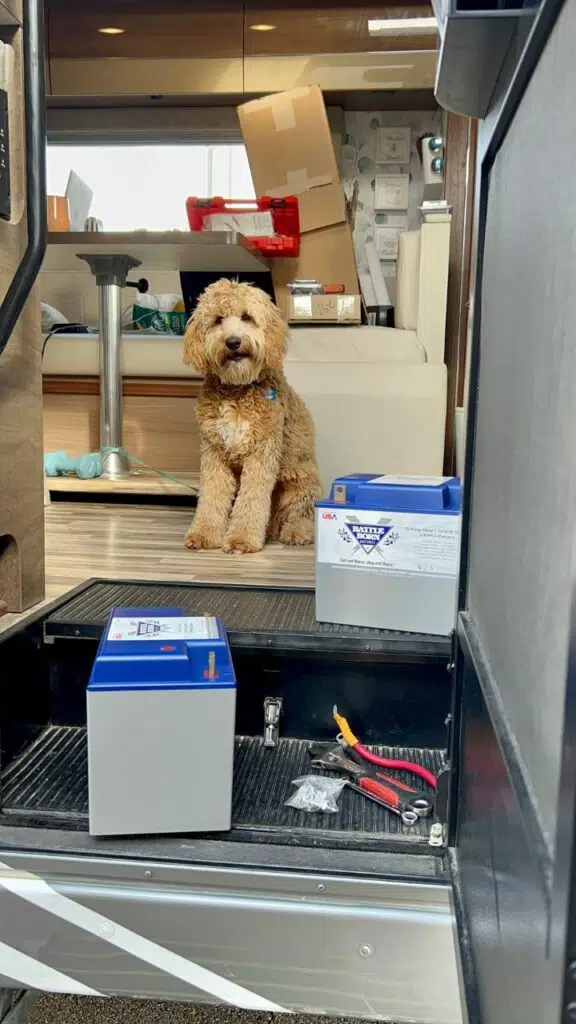 vertical photo of cute dog and batteries in step well of RV