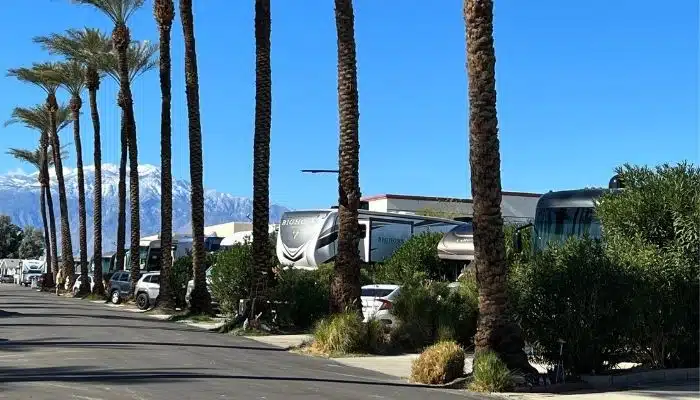 row of rvs in sites with palm trees