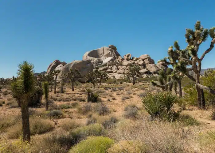 desolate landscape with boulder and trees