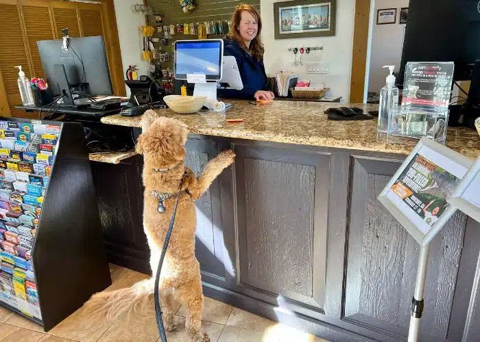 dog sunny reaching up to office counter