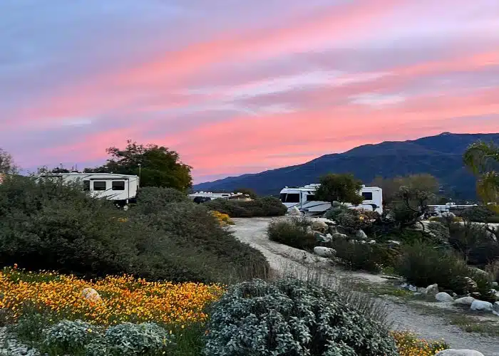 sunset with rvs and flowers at jojoba hills skp resort