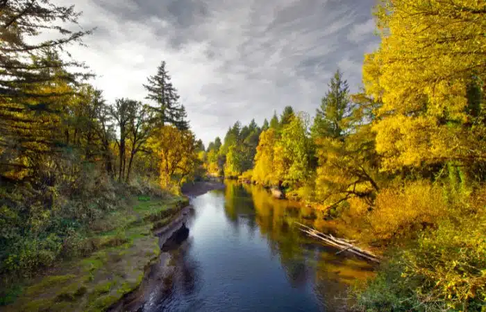 fall colors trees by river in oregon