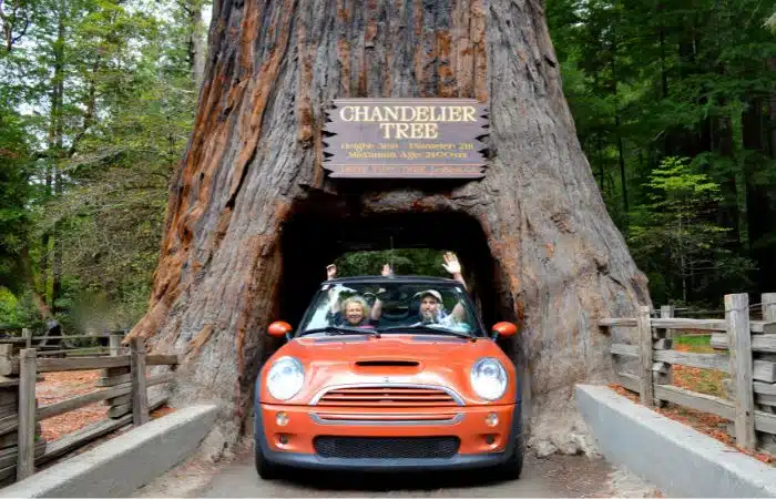 marc and julie arms up inside mini convertible driving through chandelier tree