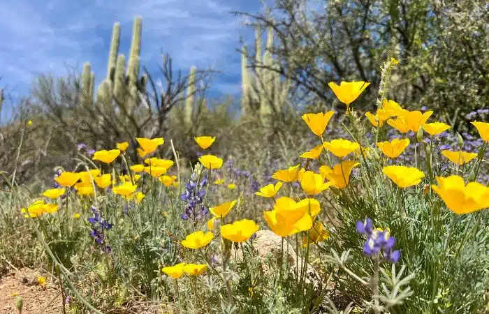Flower bloom in Arizona desert