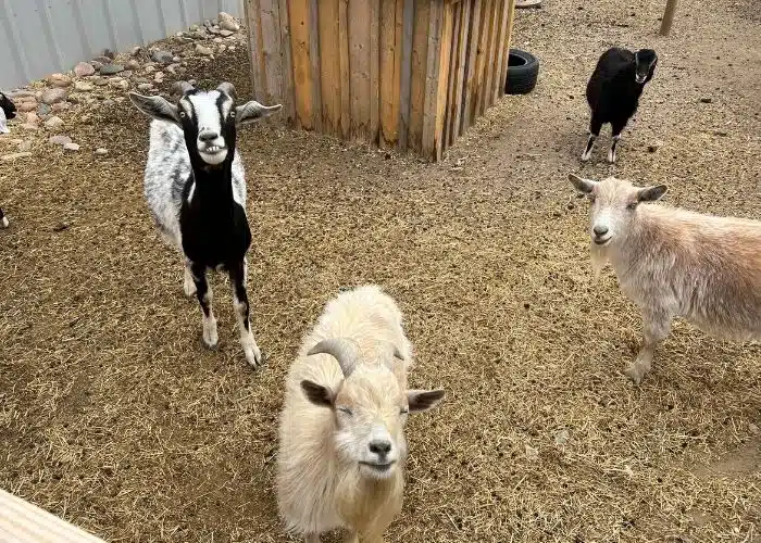 four goats smile up at camera at Johnson's Itty BItty farm in Colorado